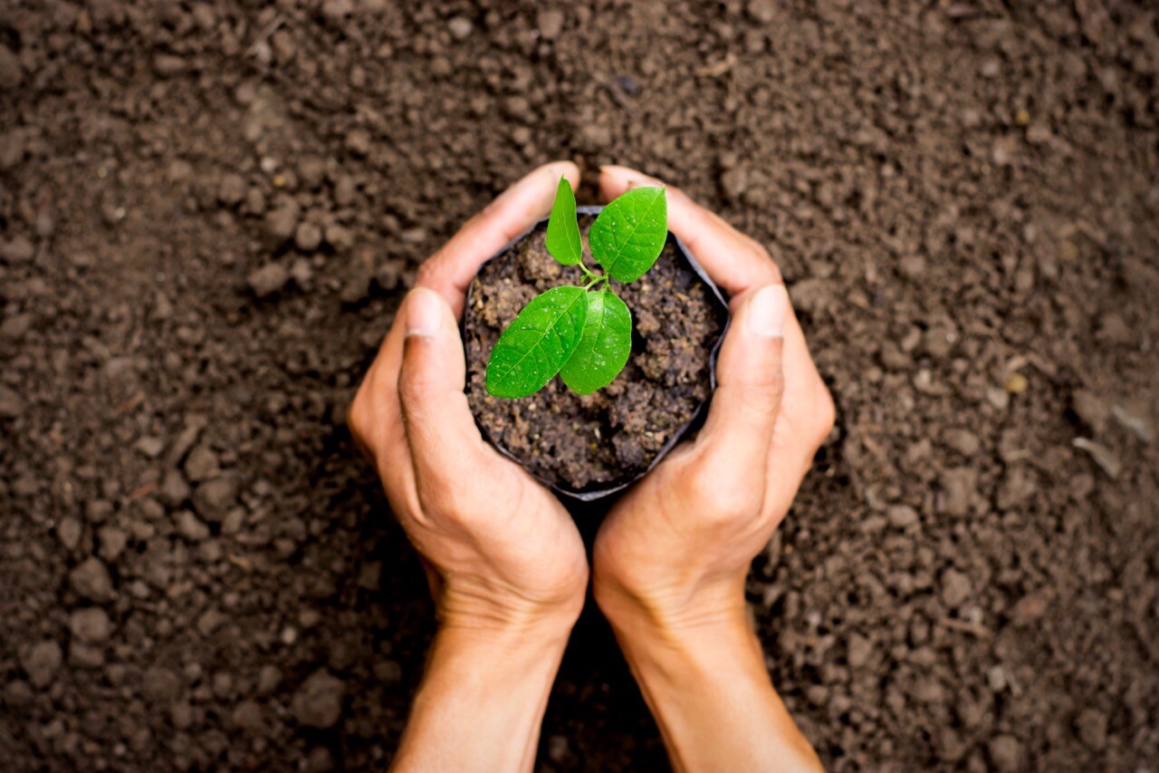 seedlings seedlings