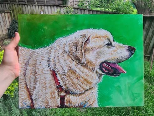 Maximus the Labrador