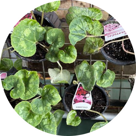 Windara plant stall