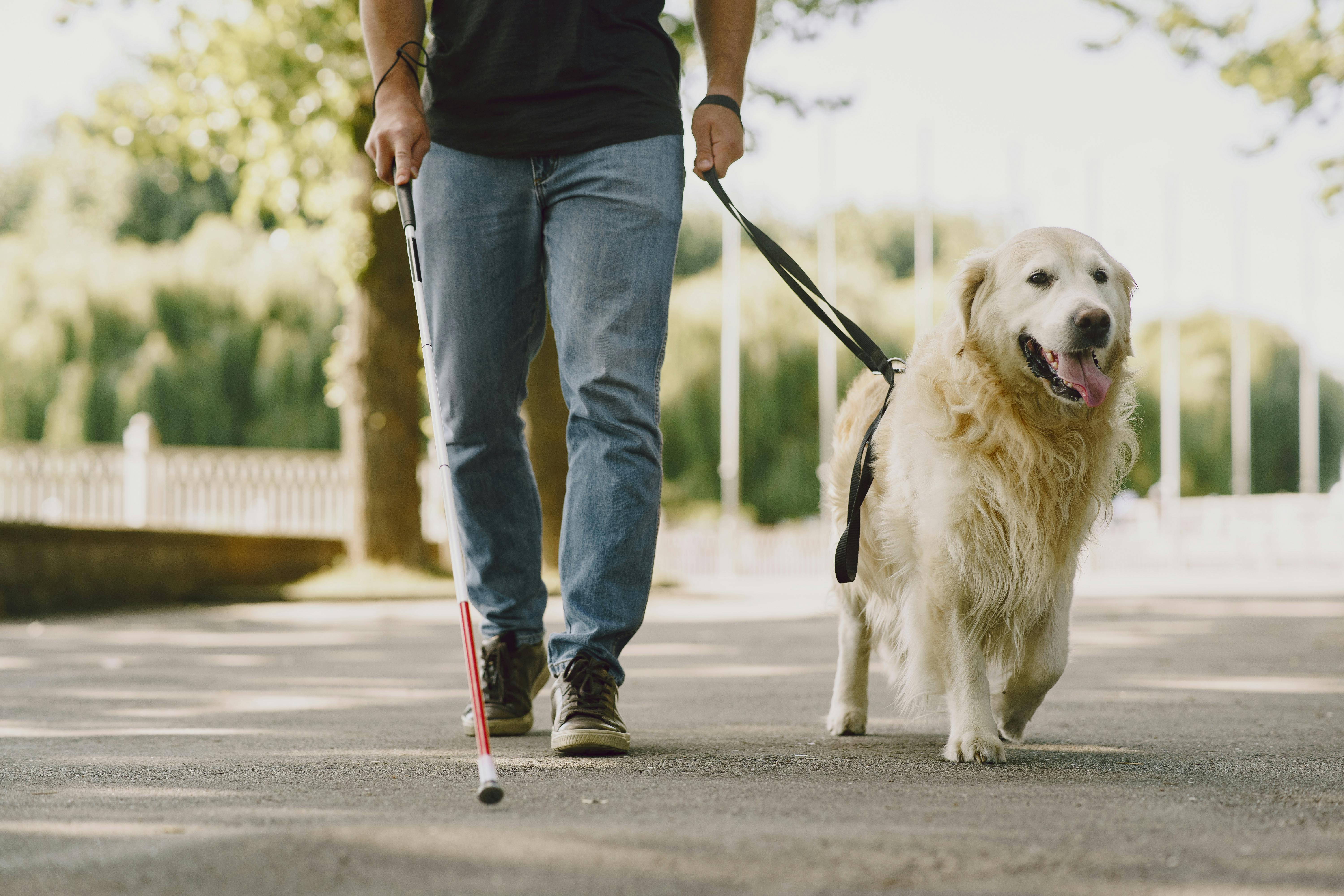 guide dog walking along the street with a man with a white cane