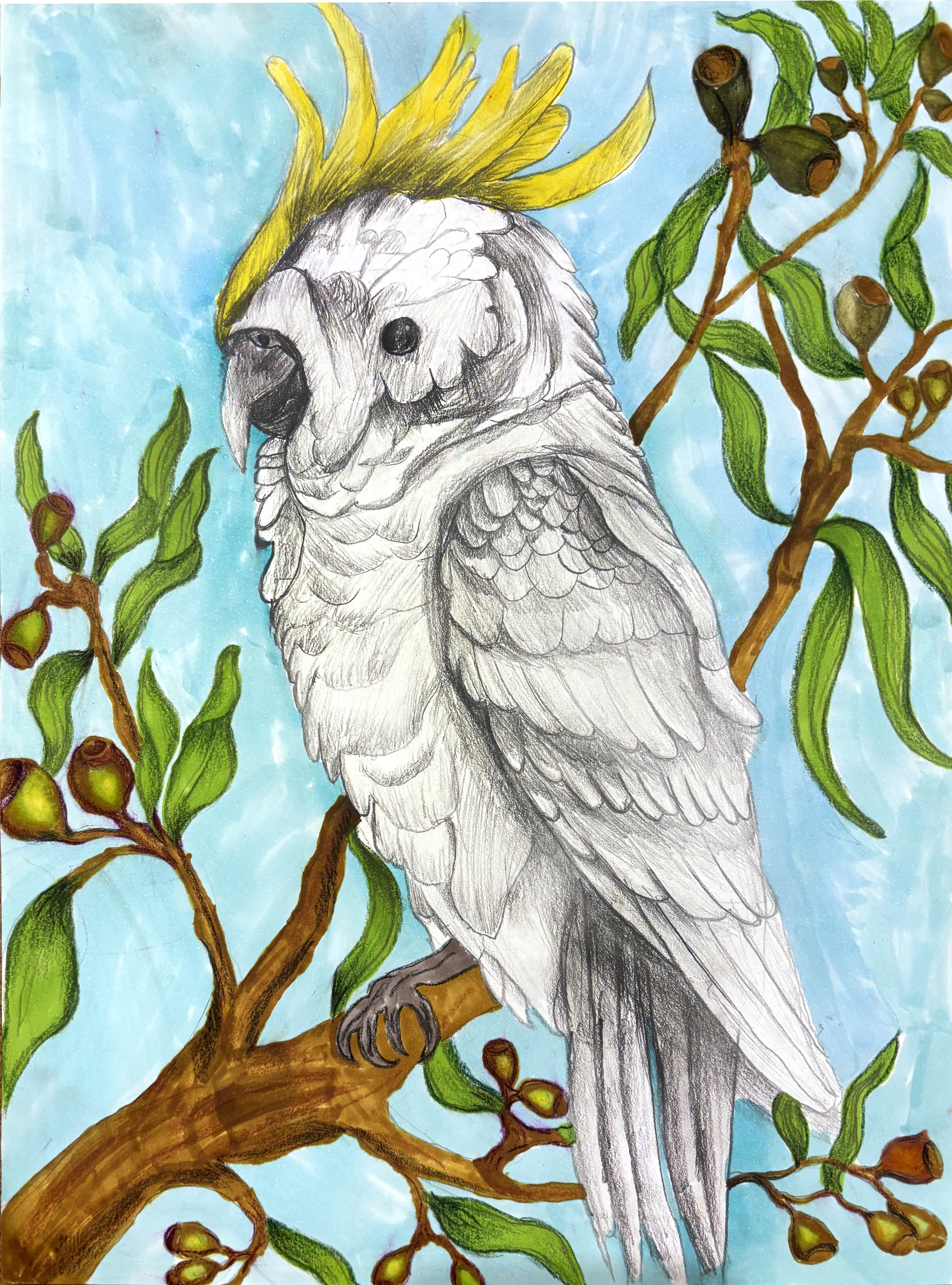 Cockatoo