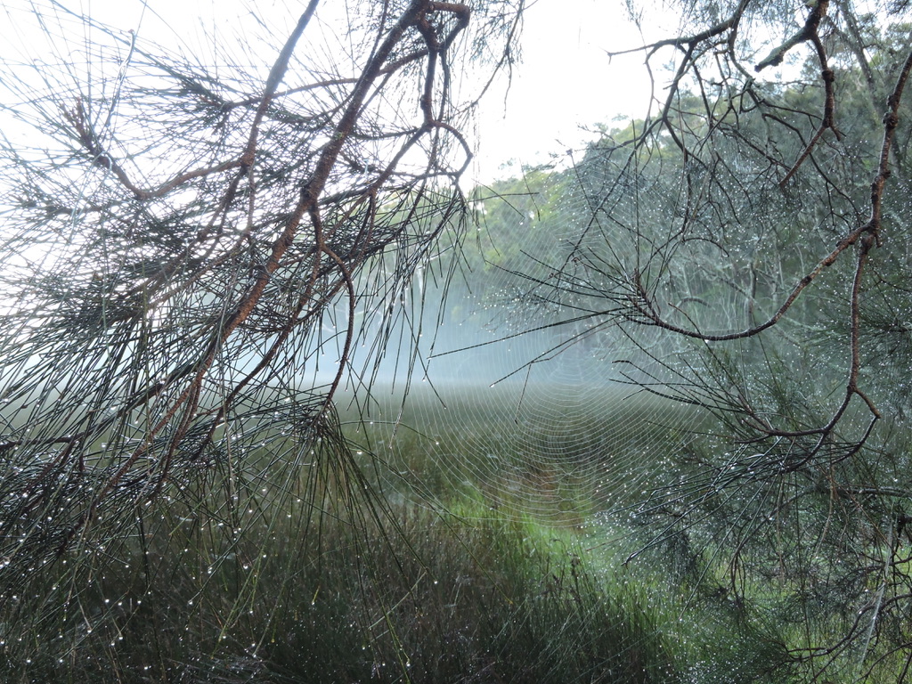 Morning at Tea Gardens NSW