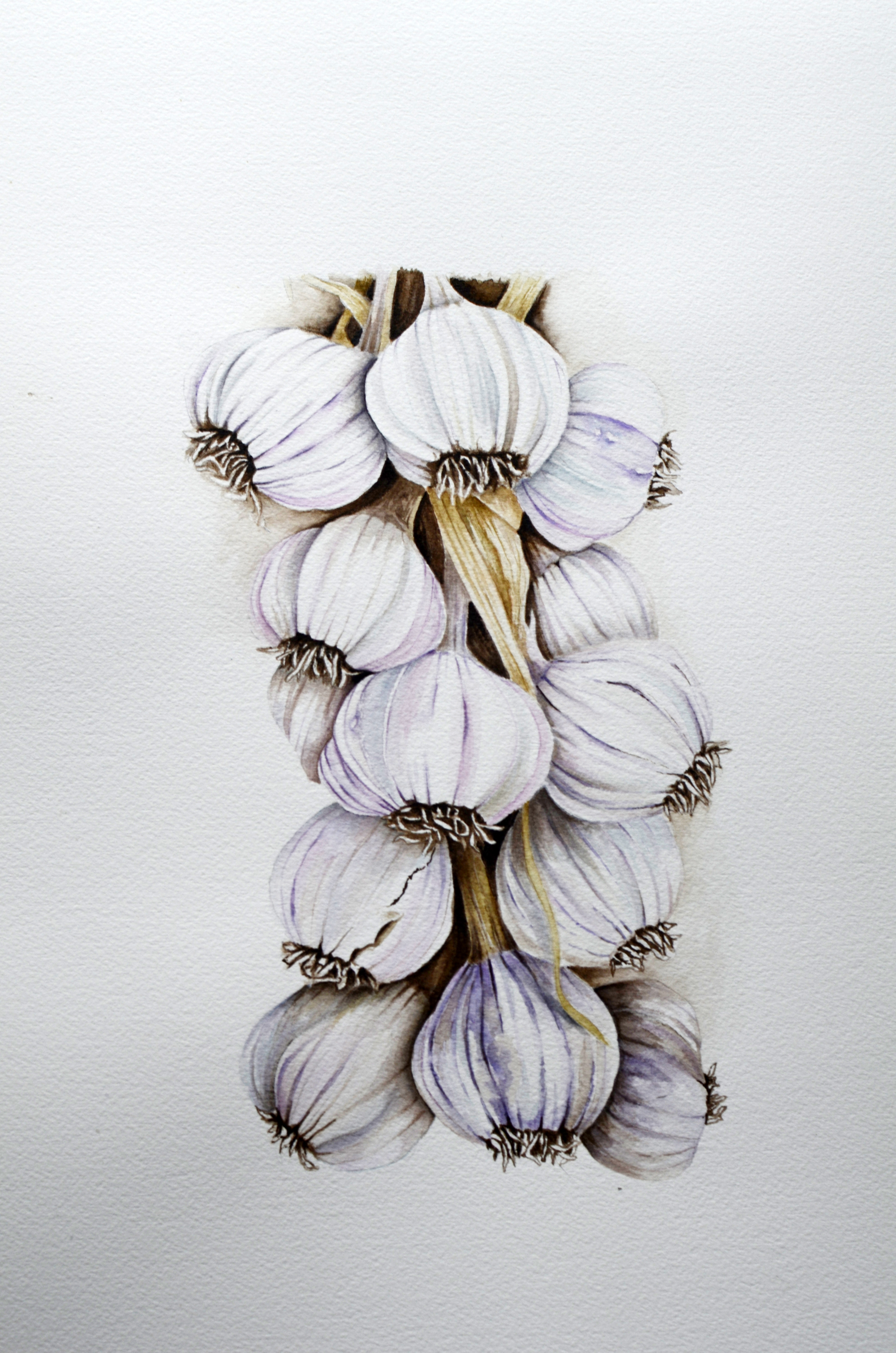 Hanging Garlic
